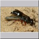 Harpactus lunatus - Grabwespe w03h - beim Eintrag einer Zikade - OS-Hollage Lehmkuhle.jpg